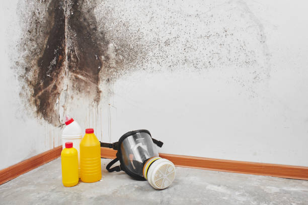 Best DIY Mold Remediation Support Services in Mendota, IL