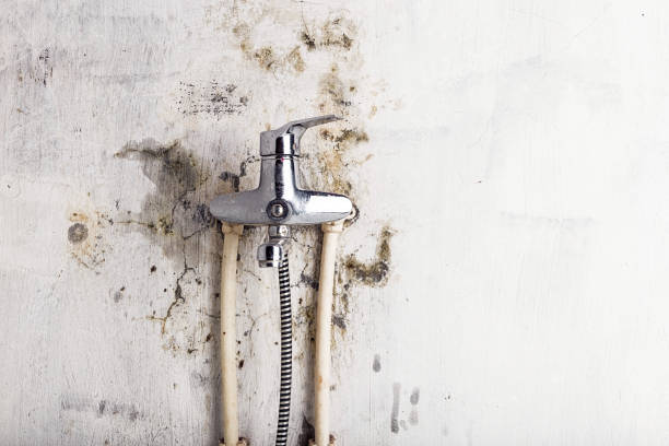 Best DIY Mold Remediation Support Services in Mendota, IL