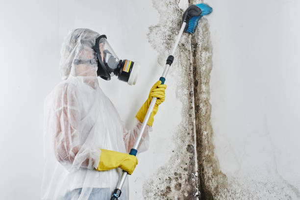 Best Bathroom Mold Remediation in Mendota, IL