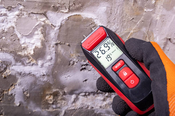 Best Emergency Mold Remediation in Mendota, IL