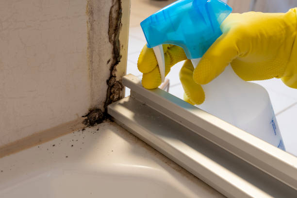Best Basement Mold Remediation in Mendota, IL