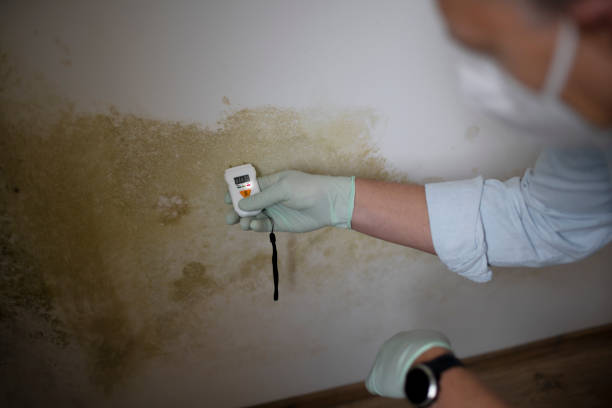 Best Commercial Mold Remediation in Mendota, IL