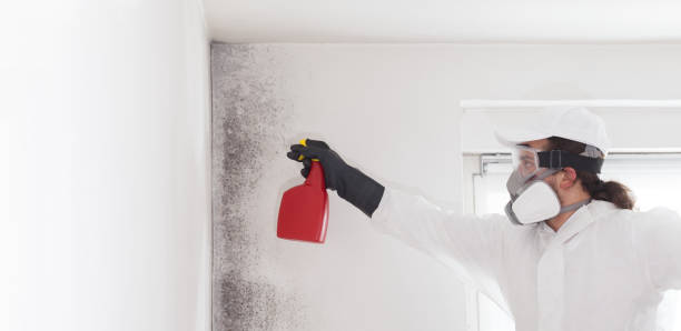 Best Post-Flood Mold Remediation in Mendota, IL