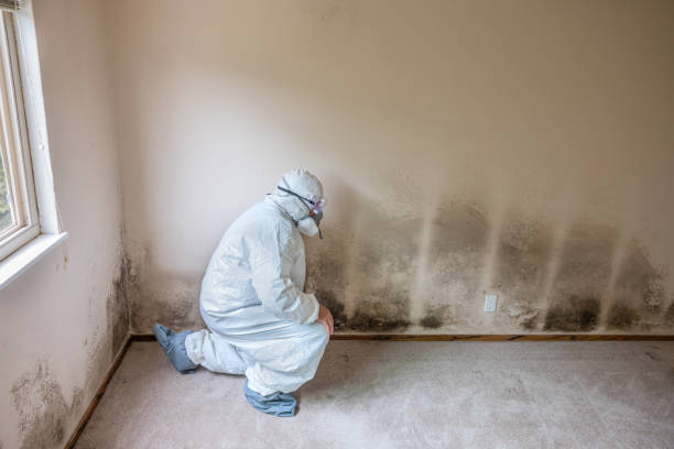 Best Attic Mold Remediation in Mendota, IL