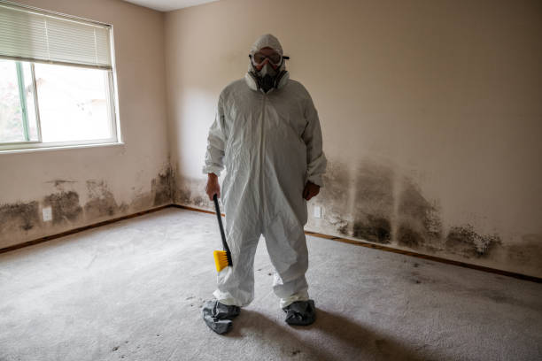 Best White Mold Remediation in Mendota, IL
