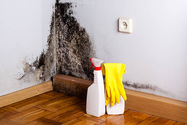 Best Basement Mold Remediation in Mendota, IL